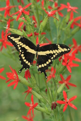 Giant swallowtail butterfly (papilio cresphontes) on royal catchfly (Silene regia)