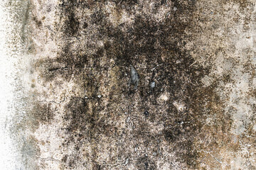 Closeup texture abstract of old and crack wall background, floor cement with algae. Copy space for text