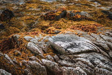 Coast details on the Lofoten Islands, Norway