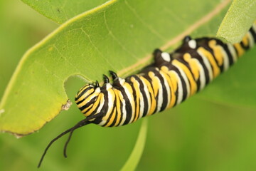 Monarch butterfly (Danaus plexippus) caterpillar eating milkweed closeup