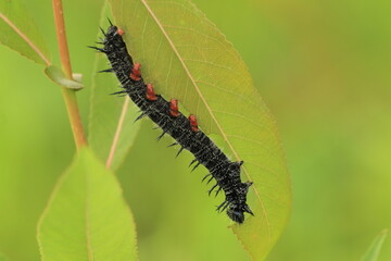 Mourning cloak butterfly (Nymphalis antiopa) caterpillar eating willow