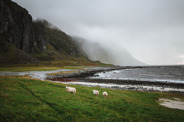 Sheeps strolling around on the Lofoten Islands, Norway - obrazy, fototapety, plakaty
