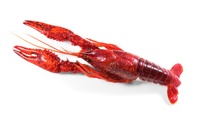 Crayfish, Crawfish closeup. Red boiled one river crayfish isolated on white background. Lobster closeup. Detailed photo, top view