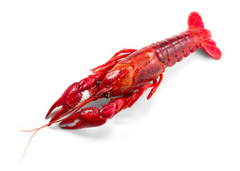 Crayfish, Crawfish closeup. Red boiled one river crayfish isolated on white background. Lobster closeup. Detailed photo, top view