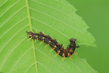 Question mark butterfly (Polygonia interrogationis) caterpillar eating elm leaf