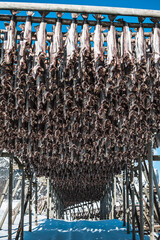 Dried fish hanging on wood in fishing norwegian village Reine, Lofoten during winter time. 