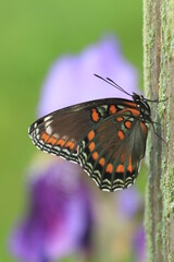 Red spotted purple butterfly (limeitis arthemis) on wooden fence closeup