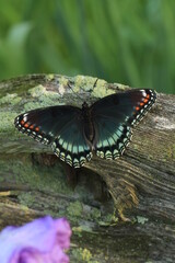 Red spotted purple butterfly (limenitis arthemis)  on wooden fence