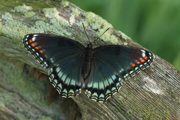 Obraz na płótnie Canvas Red spotted purple butterfly (limenitis arthemis) on fence post with lichens
