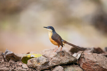 Ashy prinia or ashy wren-warbler, Prinia socialis, Satara, Maharashtra, India..