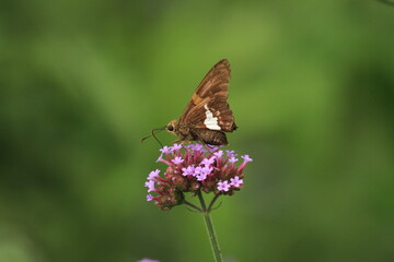 Silver spotted skipper ( Epargyreus clarus) on verbena flower