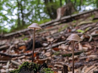 common bonnet Mycena galericulata on a dead tree trunk in the forest
