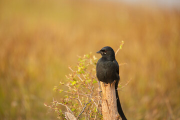 Closeup of black drongo, Dicrurus macrocercus, Satara, Maharashtra, India..