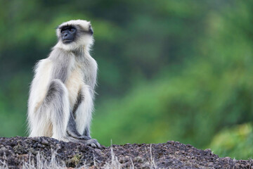 Indian grey langur, Satara, Maharashtra, India
