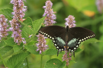 Spicebush swallowtail butterfly male (papilio troilus) on anise hyssop flower