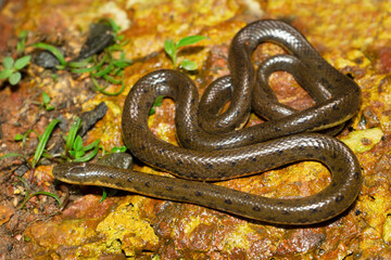 Olive forest snake, Rhabdops aquaticus, endemic to Western Ghats, Satara, Maharashtra, India..