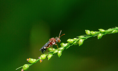 Parasitoid wasp, Satara, Maharashtra, India