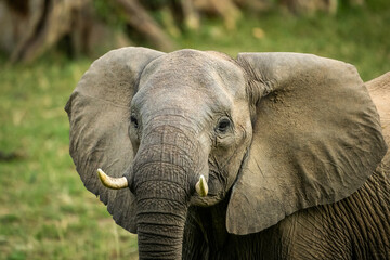Fototapeta na wymiar Female elephant looks up 