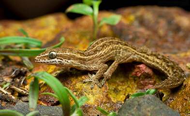 Satara gecko, hemidactylus satarensis, endemic to western ghats, Satara, Maharashtra, India