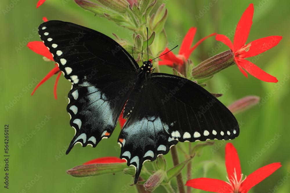 Canvas Prints spicebush swallowtail butterfly male (papilio troilus) on royal catchfly (silene regia)