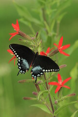 Spicebush swallowtail butterfly female (papilio troilus) on royal catchfly (Silene regia) 