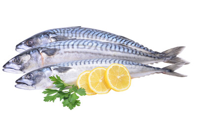 Fresh fish mackerel isolated