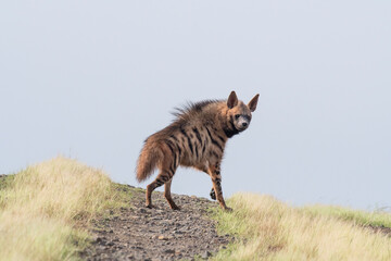 Obraz na płótnie Canvas Striped hyena, Hyaena hyaena, Satara, Maharashtra, India