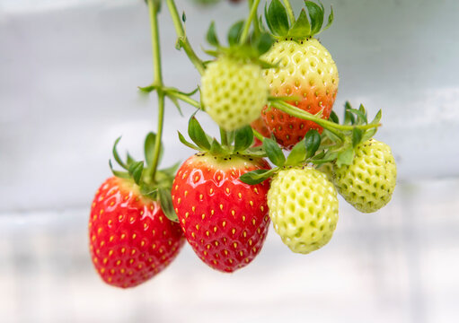 농장에서 재배중인 맛있고 신선한 딸기