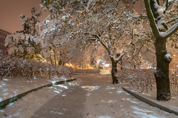 Snow-covered trees in a park in Kaliningrad at night - 564265806