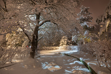 Snow-covered trees in a park in Kaliningrad at night