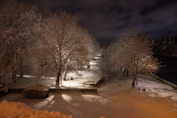 Snow-covered trees in a park in Kaliningrad at night - 564265859