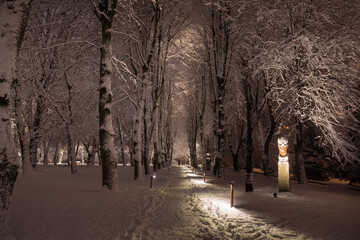 Snow-covered trees in a park in Kaliningrad at night - 564265889