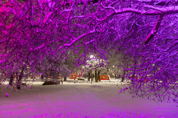 The snowcovered tree in the red light - 564266008