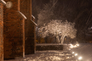 The tree near the Cathedral of Kaliningrad in the winter night - 564266023