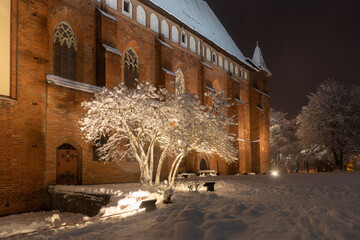 The tree near the Cathedral of Kaliningrad in the winter night - 564266026