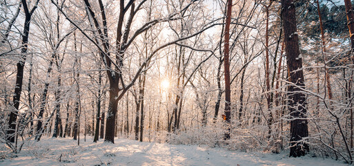 Panorama of winter nature landscape at sunrise. Christmas seasonal forest background. Tranquil pathway snowy trees idyllic sunlight. Pine trees covered with snow frosty evening. Beautiful winter path