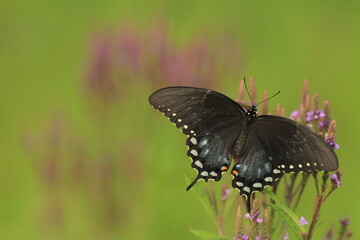Spicebush swallowtail butterfly female (papilio troilus) on blue vervain (verbena hastata)