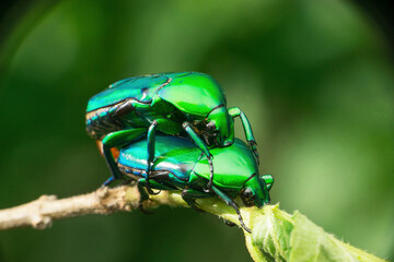 Green jewel beetle, Satara, Maharashtra, India