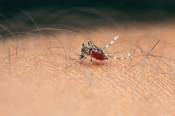 Mosquito of dengue, Satara, Maharashtra, India