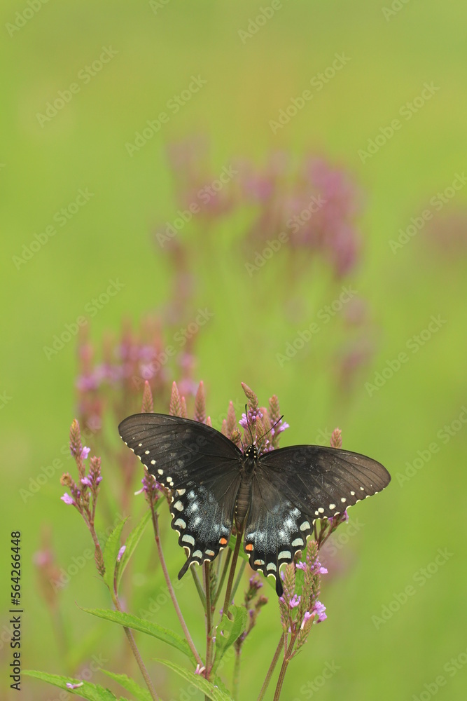 Poster Spicebush swallowtail butterfly female (papilio troilus) on blue vervain (Verbena hastata)