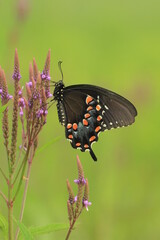 Spicebush swallowtail butterfly (papilio troilus) on blue vervain (verbena hastata)
