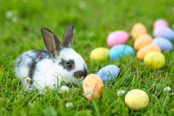 baby rabbit with painted colored eggs in basket. happy easter bunny on spring green grass. egg...
