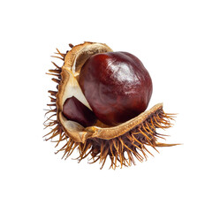 Chestnut kernels in an open shell isolated on a transparent background. High-quality chestnut isolate. conker isolated