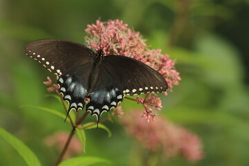 Spicebush swallowtail butterfly female  (papilio troilus) on Joe Pye weed flower (Eutrochium purpureum)