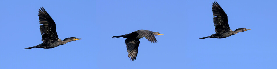  Nature Photo Cormorant flight composition