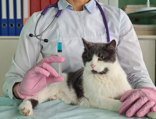 Veterinarian gives injection to gray cat in clinic