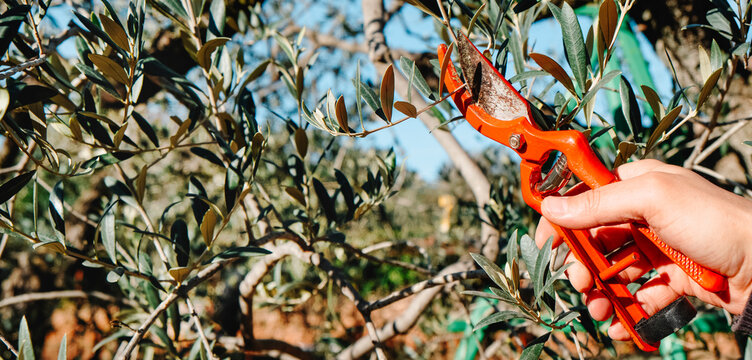 pruning an olive tree, panoramic format