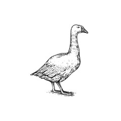 Domestic goose. Farm bird. Hand drawn. Engraved animal. Old monochrome sketch. Retro template.
