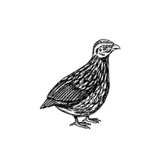 Common quail bird. Hand drawn hen. Engraved Farm animal. Old monochrome sketch. Domestic poultry. Retro template.
