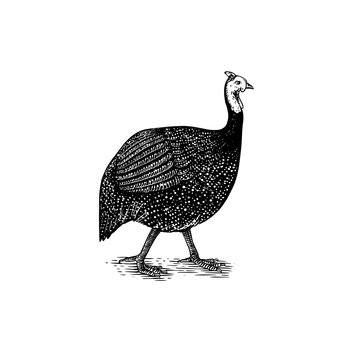 Domestic guineafowl, pintade, pearl hen, or gleany. Farm bird. Hand drawn. Engraved animal. Old monochrome sketch. Retro template.